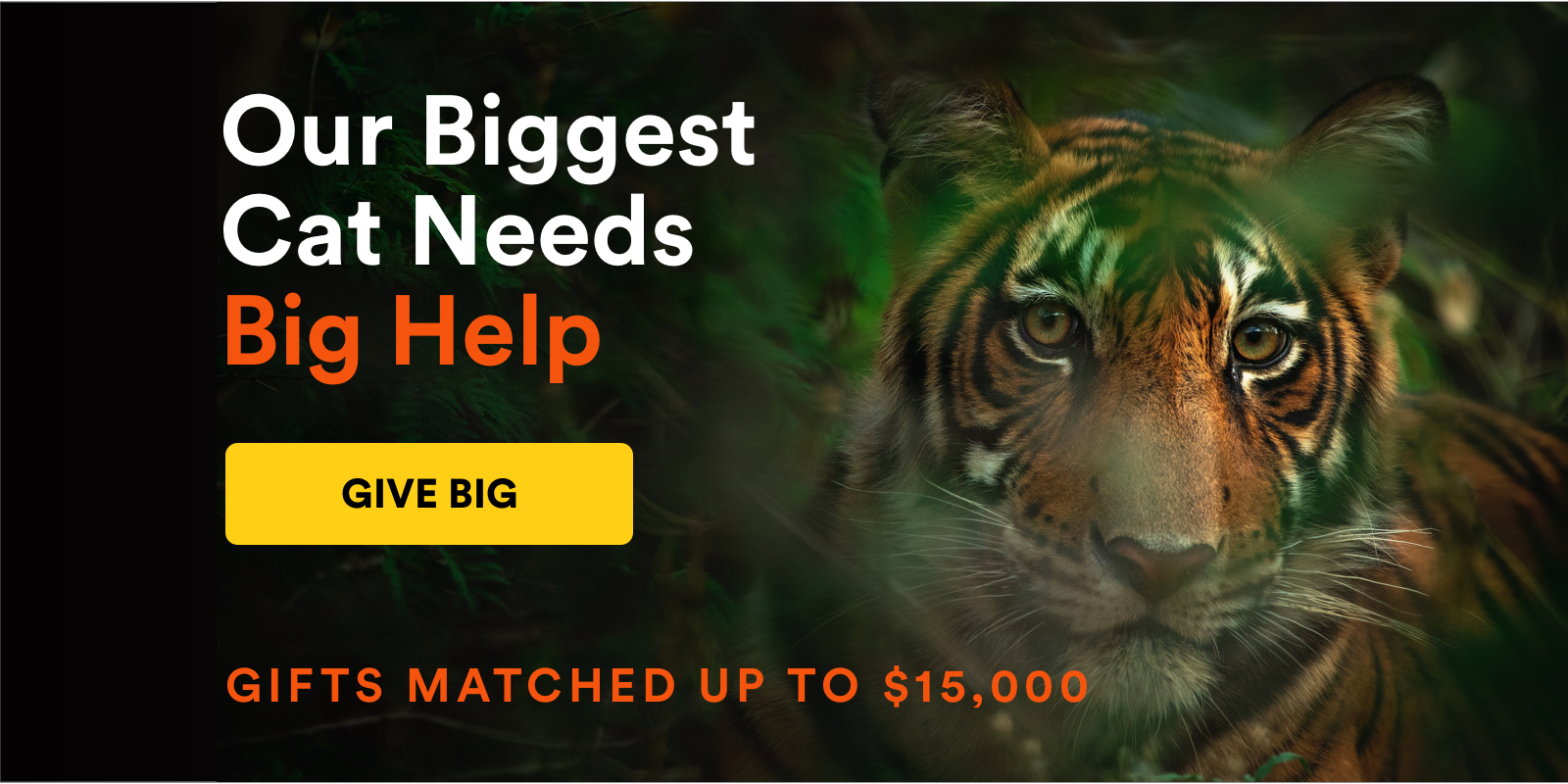 Our biggest cat needs big help: Give Big. Gifts matched up to $15,000.